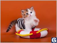 Votre photos principale