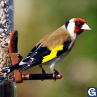 Votre photos principale