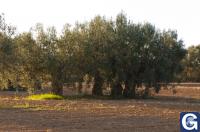 Votre photos principale