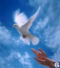 Votre photos principale