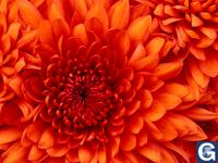 Votre photos principale