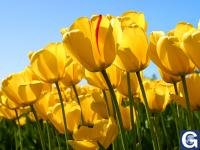 Votre photos principale