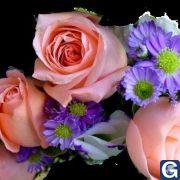 Votre photos principale