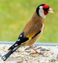 Votre photos principale